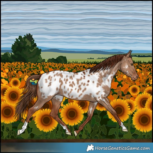 Horse Color:Red Dun Near Leopard 