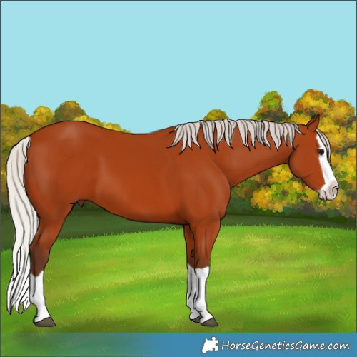 Horse Color:Silver Bay Splash 
