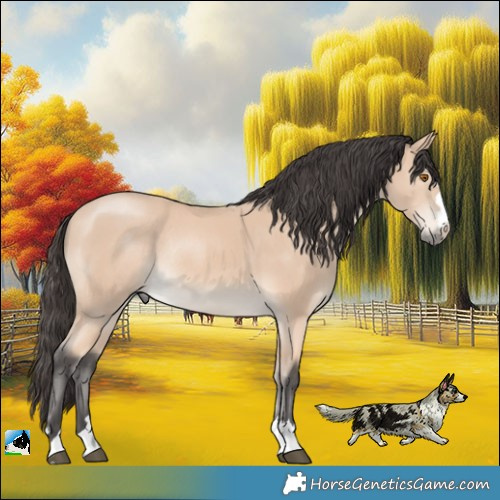 Horse Color:Buckskin Mushroom Rabicano 