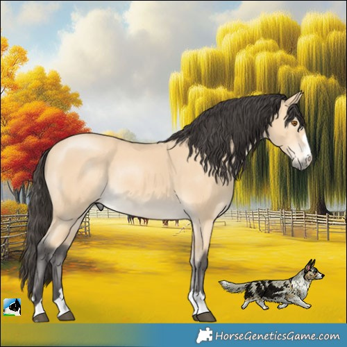 Horse Color:Buckskin Mushroom Rabicano 