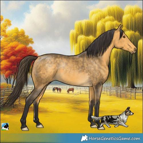 Horse Color:Buckskin Mushroom 