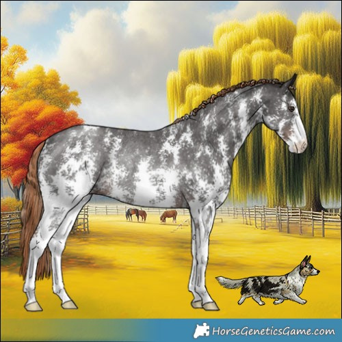 Horse Color:Liver Chestnut Sabino Rabicano 