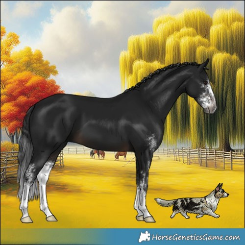 Horse Color:Gray Brown Mushroom Sabino 