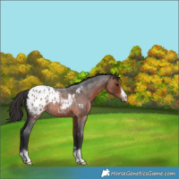 Horse Color:Brown Roan Appaloosa