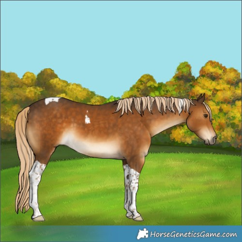 Horse Color:Chocolate Palomino Tobiano 