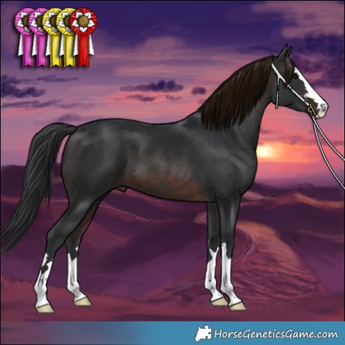 Horse Color:Brown 