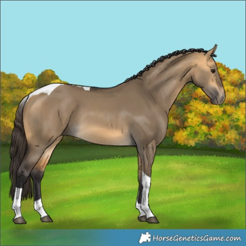 Horse Color:Buckskin Dun Tobiano 