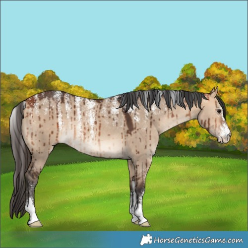 Horse Color:Powder White Bay Dun Rabicano Brindle 