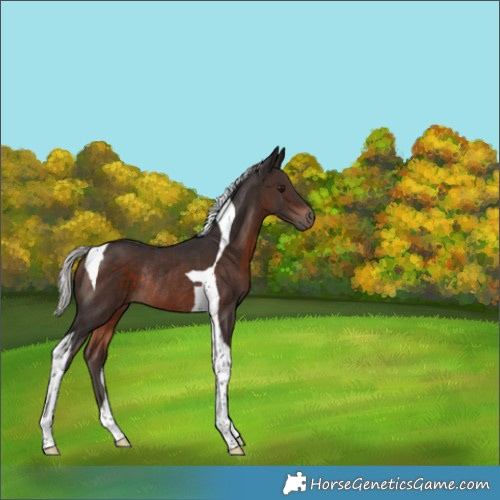 Horse Color:Silver Brown Tobiano Rabicano