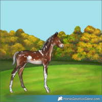 Horse Color:White Spotted Silver Brown Tobiano