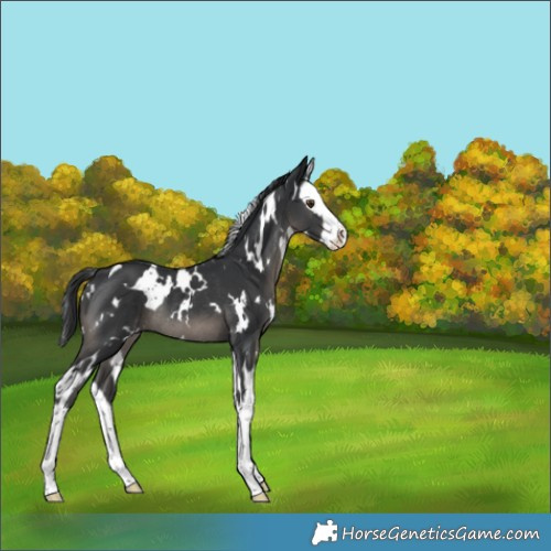 Horse Color:White Spotted Black Splash Rabicano
