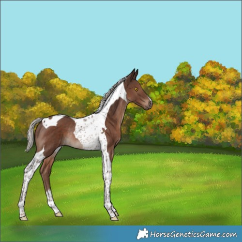 Horse Color:Silver Black Tobiano Rabicano 