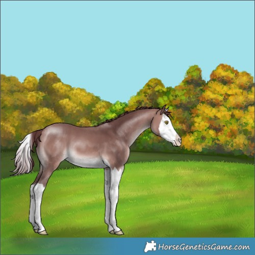 Horse Color:Platinum Chocolate Bay Splash 