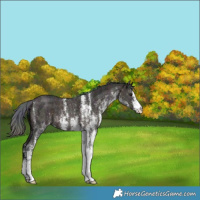 Horse Color:Nacre White Spotted Midnight Bay Ice