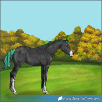 Horse Color:Painted White Spotted Midnight Buckskin Chinchilla Ice 