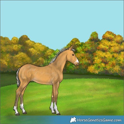 Horse Color:Silver Buckskin 