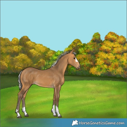 Horse Color:Silver Buckskin 