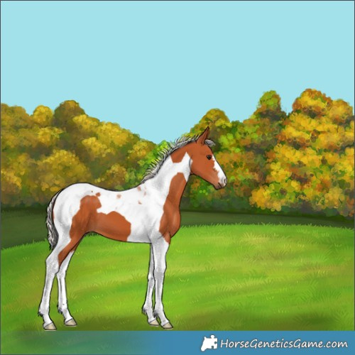 Horse Color:Silver Bay Tobiano 