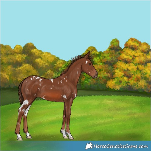 Horse Color:White Spotted Chestnut 