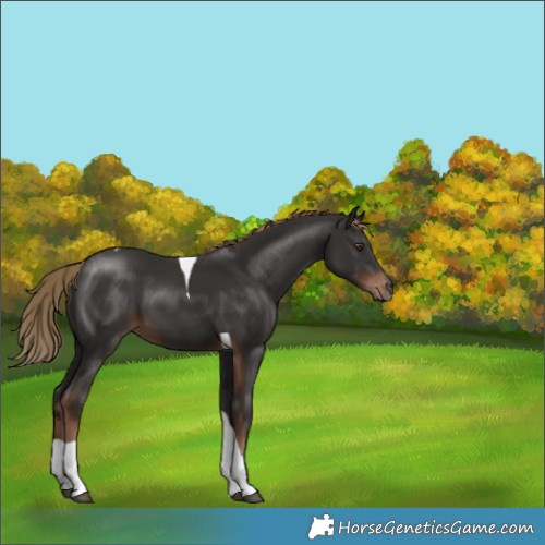 Horse Color:Liver Chestnut Tobiano