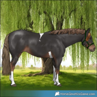 Horse Color:Liver Chestnut Tobiano 