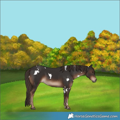 Horse Color:White Spotted Liver Chestnut 