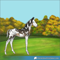 Horse Color:Gray White Spotted Silver Smoky Black Splash Appaloosa