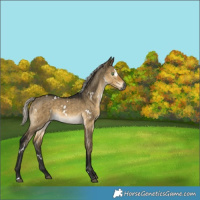 Horse Color:Gray White Spotted Silver Buckskin Dun Brindle 