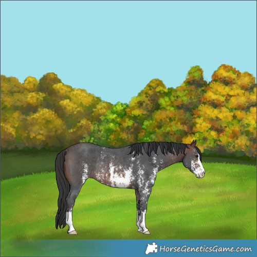 Horse Color:Brown Sabino Rabicano 