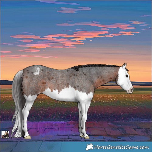 Horse Color:Brown Roan Splash Appaloosa