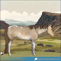 Horse Color:Buckskin Dun Tobiano Appaloosa Rabicano