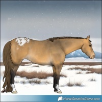 Horse Color:Buckskin Varnish Rabicano
