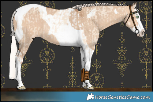 Horse Color:Silver Amber Champagne Dun Splash Tobiano Rabicano and Silver Bay Dun Splash Tobiano Appaloosa Rabicano