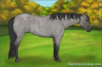 Horse Color:Grullo Roan 