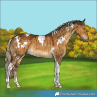 Horse Color:White Spotted Chocolate Palomino Dun Tobiano Brindle