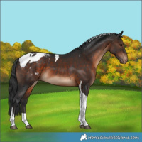 Horse Color:Brown Tobiano Blanket 