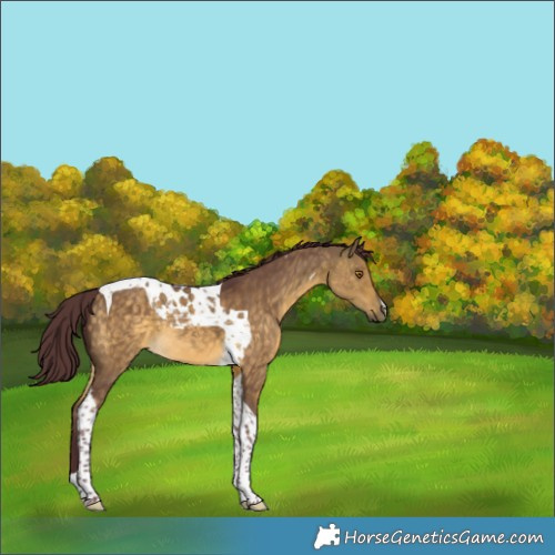 Horse Color:Chocolate Buckskin Dun Tobiano 
