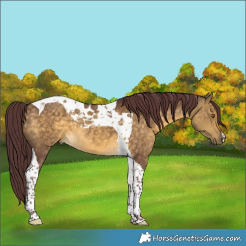 Horse Color:Chocolate Buckskin Dun Tobiano 