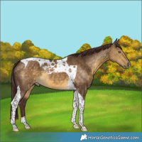 Horse Color:Chocolate Buckskin Dun Tobiano 
