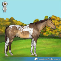 Horse Color:Chocolate Buckskin Dun Tobiano