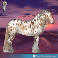 Horse Color:Gray Chocolate Palomino Dun Sabino Tobiano Appaloosa Brindle  and Gray Chocolate Palomino Sabino Tobiano Appaloosa 