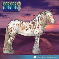 Horse Color:Gray Chocolate Palomino Dun Sabino Tobiano Appaloosa Brindle  and Gray Chocolate Palomino Sabino Tobiano Appaloosa 