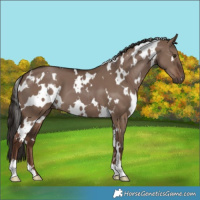 Horse Color:White Spotted Liver Red Dun 