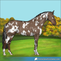 Horse Color:White Spotted Liver Red Dun 