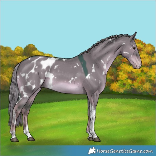 Horse Color:Watercolor White Spotted Liver Red Dun Tobiano Appaloosa Rabicano 