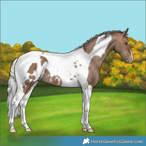 Horse Color:Silver Brown Dun Tobiano Appaloosa 