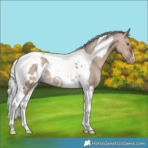 Horse Color:Silver Brown Dun Tobiano Appaloosa 