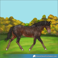 Horse Color:Liver Chestnut Appaloosa