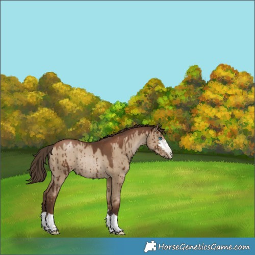 Horse Color:Gray Grullo Pearl Rabicano Brindle 