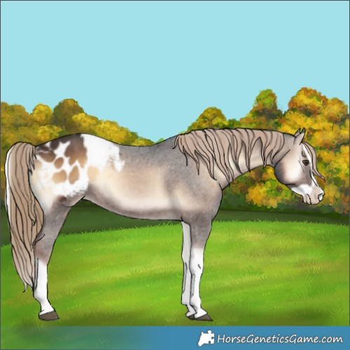 Horse Color:Liver Red Onyx Splash Blanket 